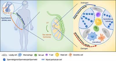 Impacts of Immunometabolism on Male Reproduction